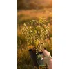 oferowana sadzonka bambusa mrozoodpornego fargezja rdzawa