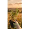 oferowana sadzonka bambusa mrozoodpornego fargezja rdzawa