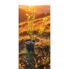 oferowana sadzonka kwitnącej na żółto forsycji pośredniej Goldrausch