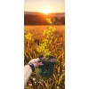 oferowana sadzonka obficie kwitnącej forsycji pośredniej Goldrausch