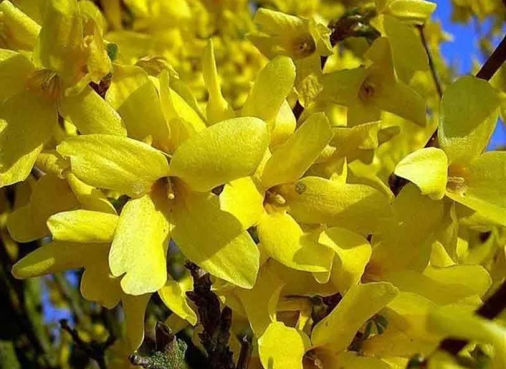 zbliżenie na duże, żółte kwiaty forsycji pośredniej Golsrausch