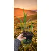 oferowana sadzonka miskanta olbrzymiego giganteus