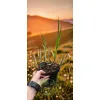oferowana sadzonka miskanta olbrzymiego giganteus