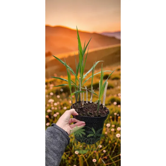 oferowana sadzonka miskanta olbrzymiego giganteus