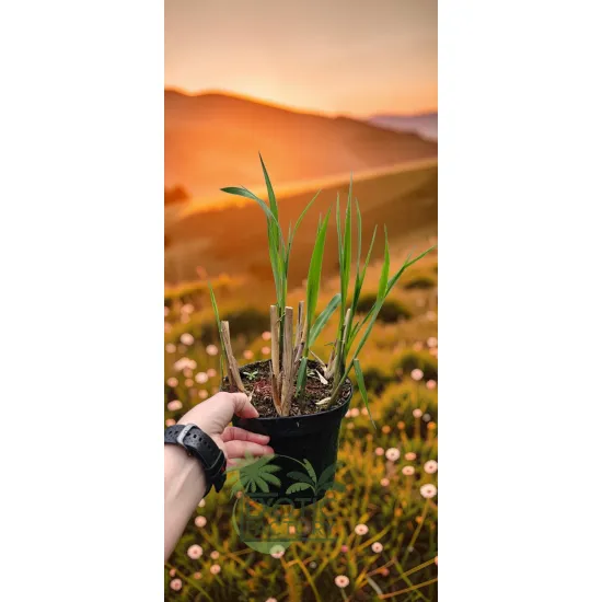 oferowana sadzonka miskanta olbrzymiego giganteus