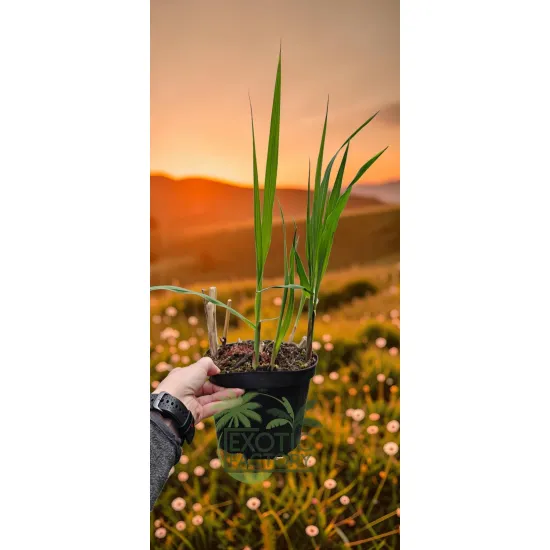 oferowana sadzonka miskanta olbrzymiego giganteus