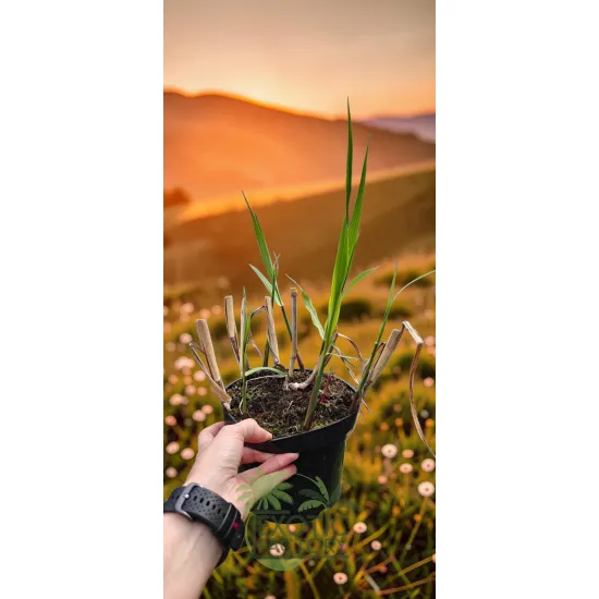 oferowana sadzonka miskanta olbrzymiego giganteus