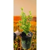 oferowana sadzonka Punica granatum w doniczce