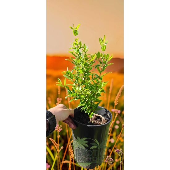 oferowana sadzonka Punica granatum w doniczce