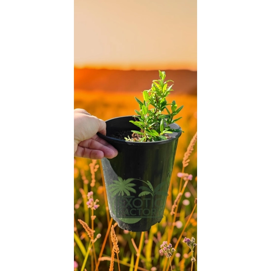 oferowana sadzonka granatowca właściwego na bonsai