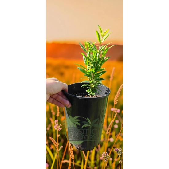 oferowana sadzonka drzewka granatu w doniczce 2 litry