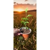 oferowana sadzonka hibiskusa ogrodowego w doniczce