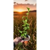 oferowana sadzonka hibiskusa ogrodowego w doniczce P8