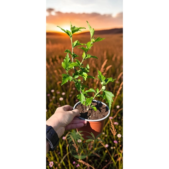 oferowana sadzonka hibiskusa białego w doniczce