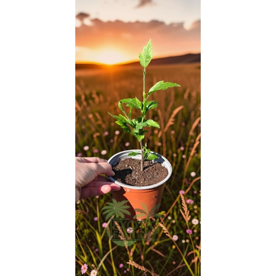 oferowana sadzonka hibiskusa ogrodowego w doniczce