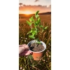 oferowana sadzonka krzewu ozdobnego hibiskusa syryjskiego w doniczce