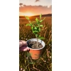 oferowana sadzonka hibiskusa ogrodowego w doniczce P8