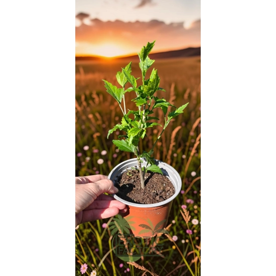 oferowana sadzonka krzewu ozdobnego hibiskusa syryjskiego w doniczce