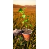 oferowana sadzonka hibiskusa różowego w doniczce