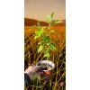 oferowana sadzonka hibiskusa ogrodowego w doniczce