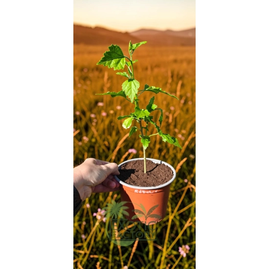 oferowana sadzonka hibiskusa różowego w doniczce