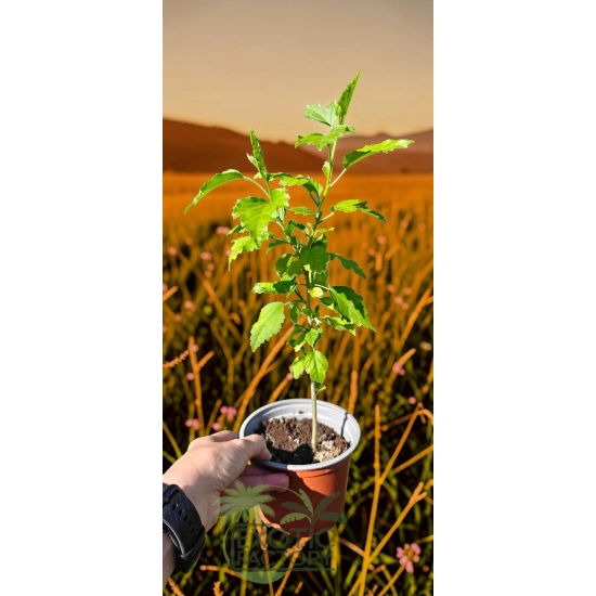 oferowana sadzonka hibiskusa ogrodowego w doniczce