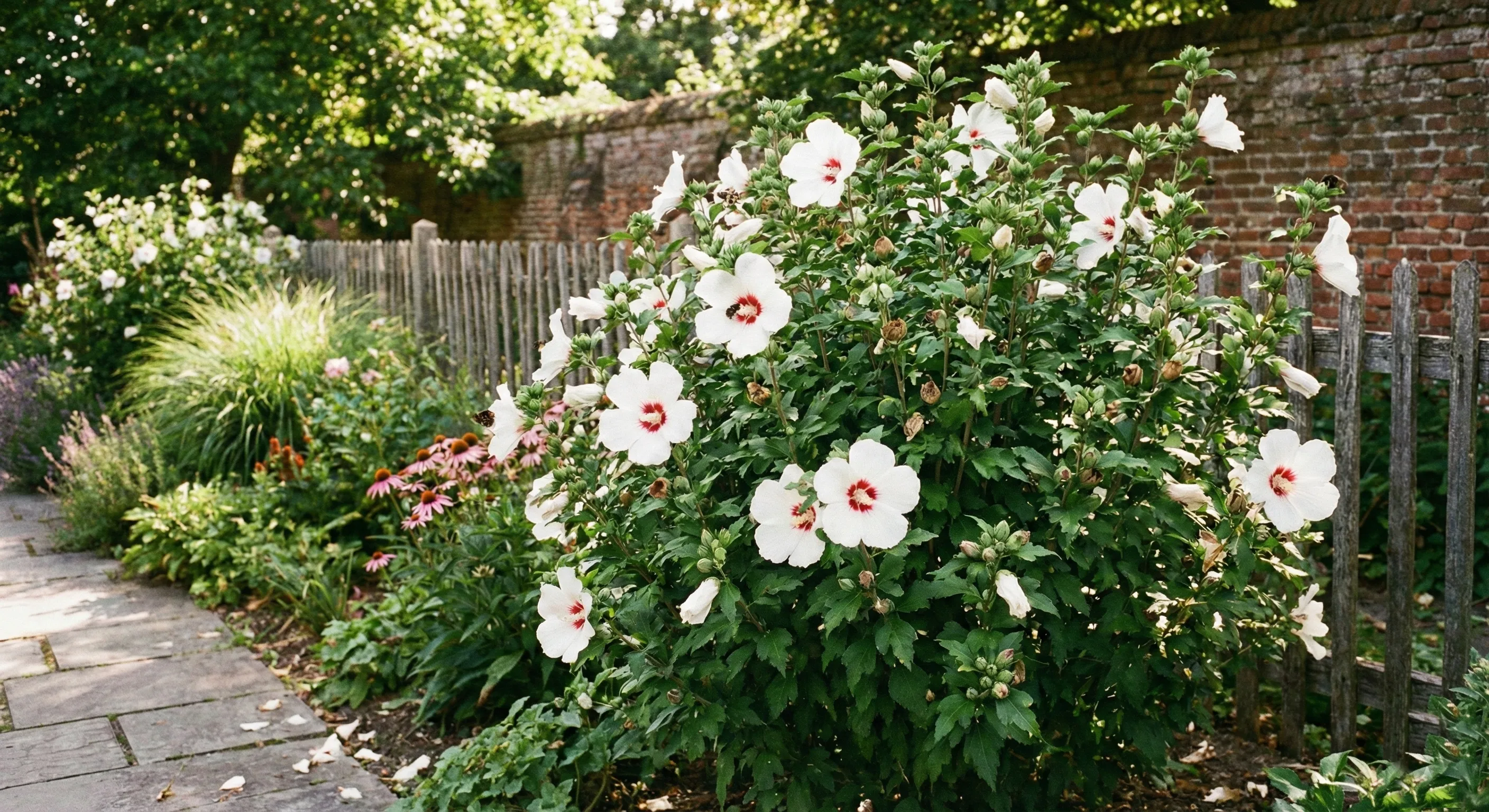 kwitnący na biało hibiskus syryjski w ogrodzie