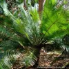 Cycas pectinata rosnący w ogrodzie botanicznym