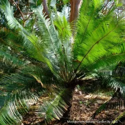 Cycas pectinata rosnący w ogrodzie botanicznym
