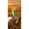 oferowana sadzonka irysa miniaturowego w doniczce