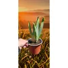 oferowana sadzonka fioletowego irysa bródkowego w doniczce