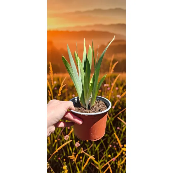 oferowana sadzonka irysa miniaturowego w doniczce