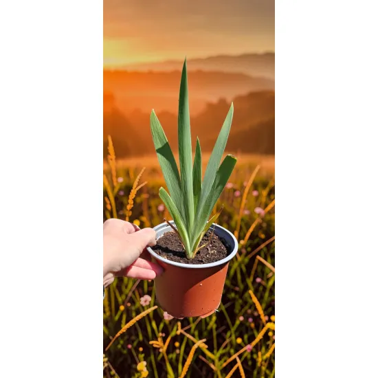 oferowana sadzonka starej odmiany irysa fioletowego w doniczce