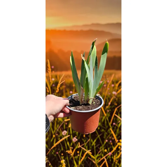 oferowana sadzonka fioletowego irysa bródkowego w doniczce