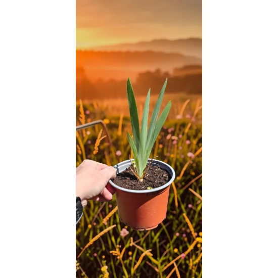 oferowana sadzonka irysa niemieckiego fioletowego w doniczce