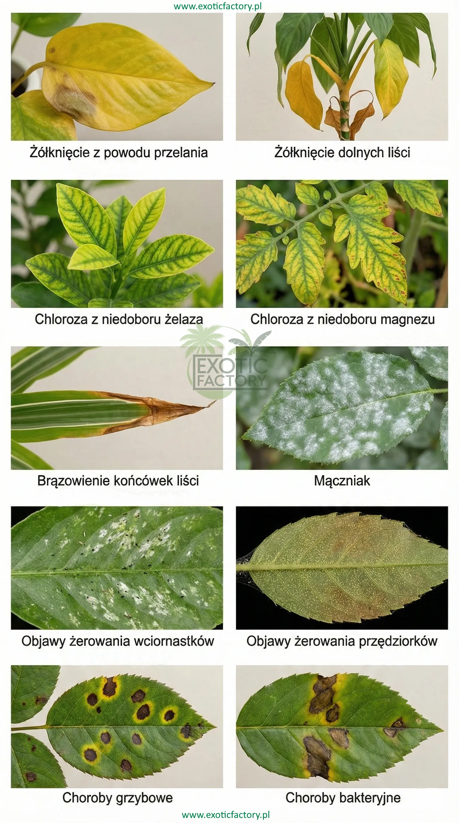 grafika ułatwiająca rozpoznanie problemów z roślinami po liściach
