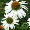 JEŻÓWKA BIAŁA (Echinacea purpurea Alba), mrozoodporna bylina, białe kwiaty, sadzonka w doniczce P8