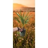 oferowana sadzonka palmy mrozoodpornej chamaerops humilis