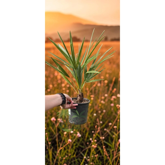 oferowana sadzonka palmy mrozoodpornej chamaerops humilis