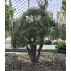 Chamaerops humilis w ogrodzie w Walencji
