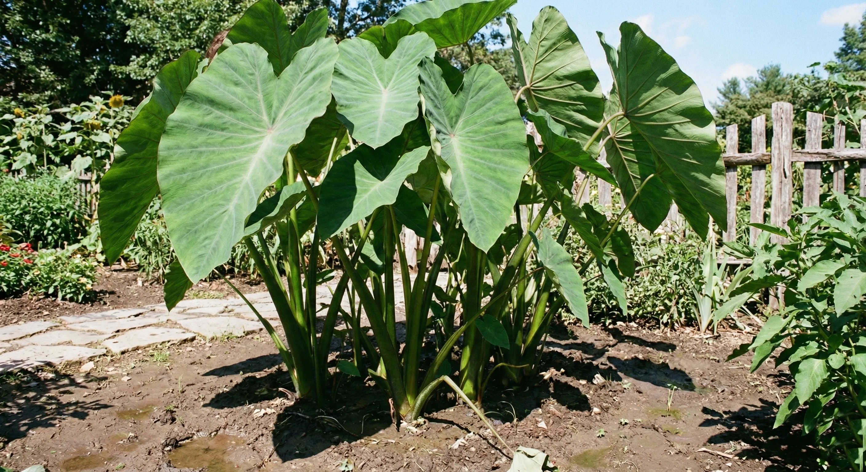 kolokazja jadalna Colocasia esculenta w ogrodzie