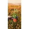 oferowana sadzonka kwitnącego krzewu krzewuszki cudownej variegata w doniczce 0,8 litra