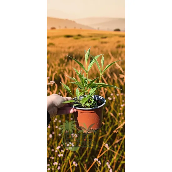 oferowana sadzonka kwitnącego krzewu krzewuszki cudownej variegata w doniczce 0,8 litra