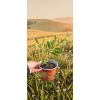 oferowana sadzonka kuflika cytrynowego Callistemon citrinus