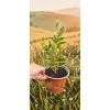 oferowana sadzonka kuflika cytrynowego Callistemon citrinus