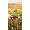 oferowana sadzonka kuflika cytrynowego Callistemon citrinus