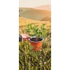 oferowana sadzonka Callistemon citrinus w doniczce