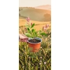 oferowana sadzonka kuflika cytrynowego w doniczce 0,8 litra