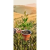 oferowana sadzonka kwitnącego krzewu kufilka cytrynowego w doniczce