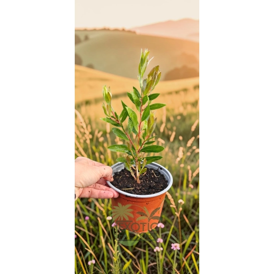 oferowana sadzonka kuflika cytrynowego Callistemon citrinus
